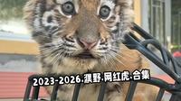 2023-2026.濮阳东北庄.网红虎.合集，看完全是回忆，你最记得哪只？