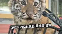 2023-2026.濮阳东北庄.网红虎.合集，看完全是回忆，你最记得哪只？