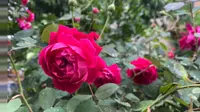 赣坊1969园区内的小花开得那叫一个艳