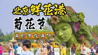 北京鲜花港菊花节，现场实拍，真的有花海吗？