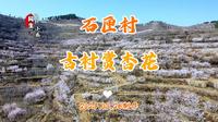 出游踏青赏杏花挖野菜的好地方石匣村，你来过这里吗？