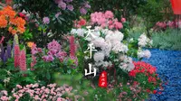 天平山杜鹃开遍，赴一场春日温柔