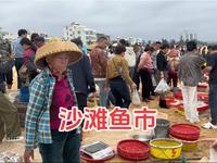 探访海口荣山寮村，海南独有的沙滩鱼市“竞拍”现场