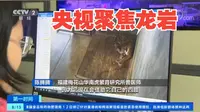 央视财经频道《第一时间》福建龙岩：梅花山华南虎繁育基地迎来新生虎宝宝
