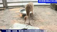 鹤宝宝出生记走进河南鹤壁淇河国家湿地公园