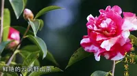 楚雄市紫溪山宣传片，