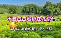 不要白白地待在北京！来奥林匹克森林公园看绝美夏天和可爱地肤草