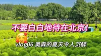 不要白白地待在北京！来奥林匹克森林公园看绝美夏天和可爱地肤草