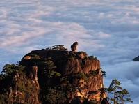 黄山有一奇石，如猴子蹲坐，静观云海起伏，被称为“猴子观海”。 #黄山 #玉屏楼宾馆 #云海