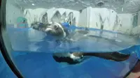 太平洋海底世界博览馆游览
