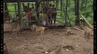 腾冲黑鱼河的猴群