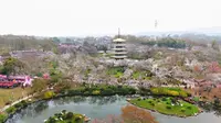 武汉东湖樱花园