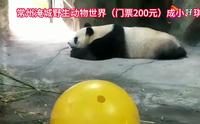 常州淹城野生动物世界（门票200元）成小、琪琪