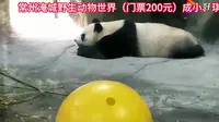 常州淹城野生动物世界（门票200元）成小、琪琪