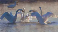 拍摄雾凇与天鹅共舞就来辽宁北票，全国仅此一地，附攻略和集锦