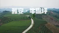 【雅安·牛碾坪】万亩茶田里尽情感受自由和风～