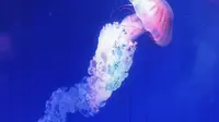 上海海洋水族馆
