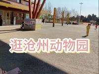 逛逛沧州动物园