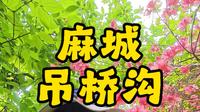 麻城吊桥沟杜鹃