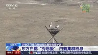 【放送文化】【CCTV --- 2026候鸟迁徙·内蒙古扎赉特旗图牧吉国家级自然保护区】