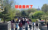潍坊植物园的郁金香陆续开放了，游客人山人海真热闹，牡丹还没开