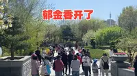 潍坊植物园的郁金香陆续开放了，游客人山人海真热闹，牡丹还没开