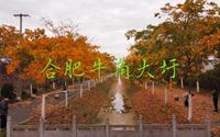 合肥牛角大圩