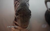 青岛贝林自然博物馆（上）