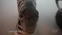青岛贝林自然博物馆（上）