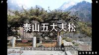 泰山五大夫松