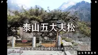 泰山五大夫松