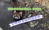 【毕业之旅】探访合肥野生动物园～看狮子/老虎/小熊猫/黑豹