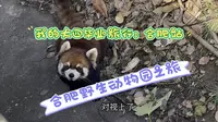 【毕业之旅】探访合肥野生动物园～看狮子/老虎/小熊猫/黑豹