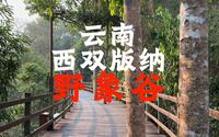 云南“野象谷”，这里大概是西双版纳最受欢迎的景点之一