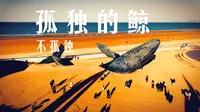 烟台孤独的鲸不孤独