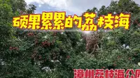 漫游福建漳州1500亩荔枝海公园，感受这座荔枝大观园的前世今生