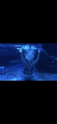 天津极地海洋公园 人鱼表演