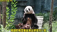 【09.10河南五龙山野生动物王国vlog】带大家看看双雄和娇奥生活的地方长啥样？