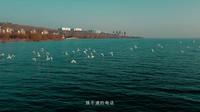 【4K】平顶山白龟湖国家湿地公园越冬的红嘴鸥