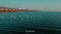 【4K】平顶山白龟湖国家湿地公园越冬的红嘴鸥