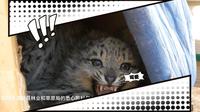 【西藏野生动物保护园】最新视频上线，求关注！