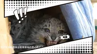 【西藏野生动物保护园】最新视频上线，求关注！
