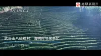 武当山八仙观村：清明时节采茶忙