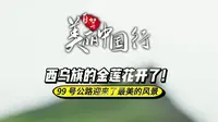 金莲花开了！西乌旗 99 号公路遥鲁海日罕山景区（半拉山）迎来了最美的风景#西乌旗99号公