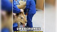这这这是什么神仙医院，去动物园的钱都省了！！！