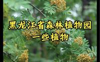【植物Vol.005】黑龙江省森林植物园的一小部分植物