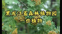 【植物Vol.005】黑龙江省森林植物园的一小部分植物