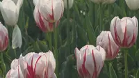 巢湖郁金香高地