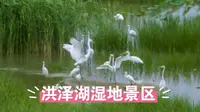 江苏的东方天鹅湖：洪泽湖湿地景区