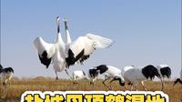 盐城丹顶鹤湿地游玩攻略